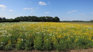 Campo de flores cerca de La Bohalle