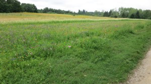 Flores al comienzo del camino