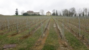 Uno de los muchos viñedos que hemos visto