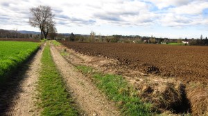 Uno de los caminos de la ruta
