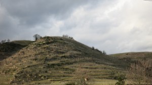 Una de las laderas del Ródano cubierta de viñedos 